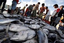 海洋過度開發(fā)的污染 海洋過度開發(fā)的污染